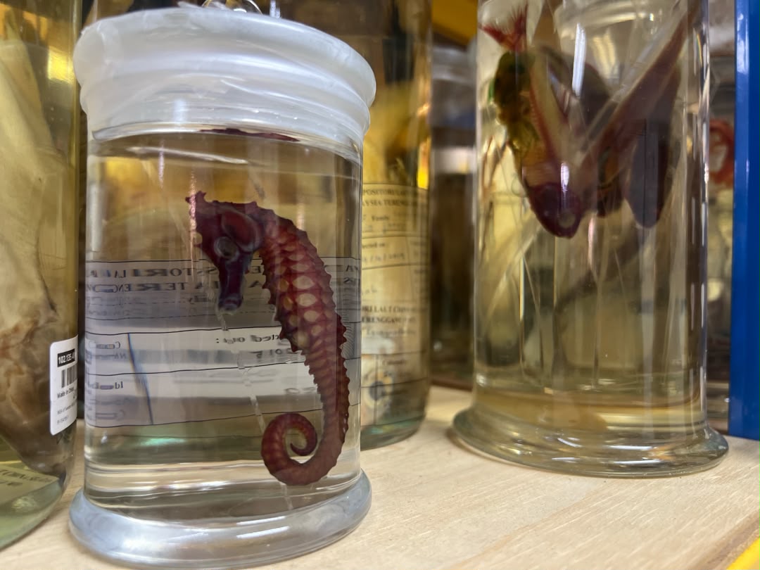 A stained seahorse preserved at the RRC-UMT. These specialized specimens are utilized for teaching, learning, and various zoological studies. Photo: OBIS Malaysia