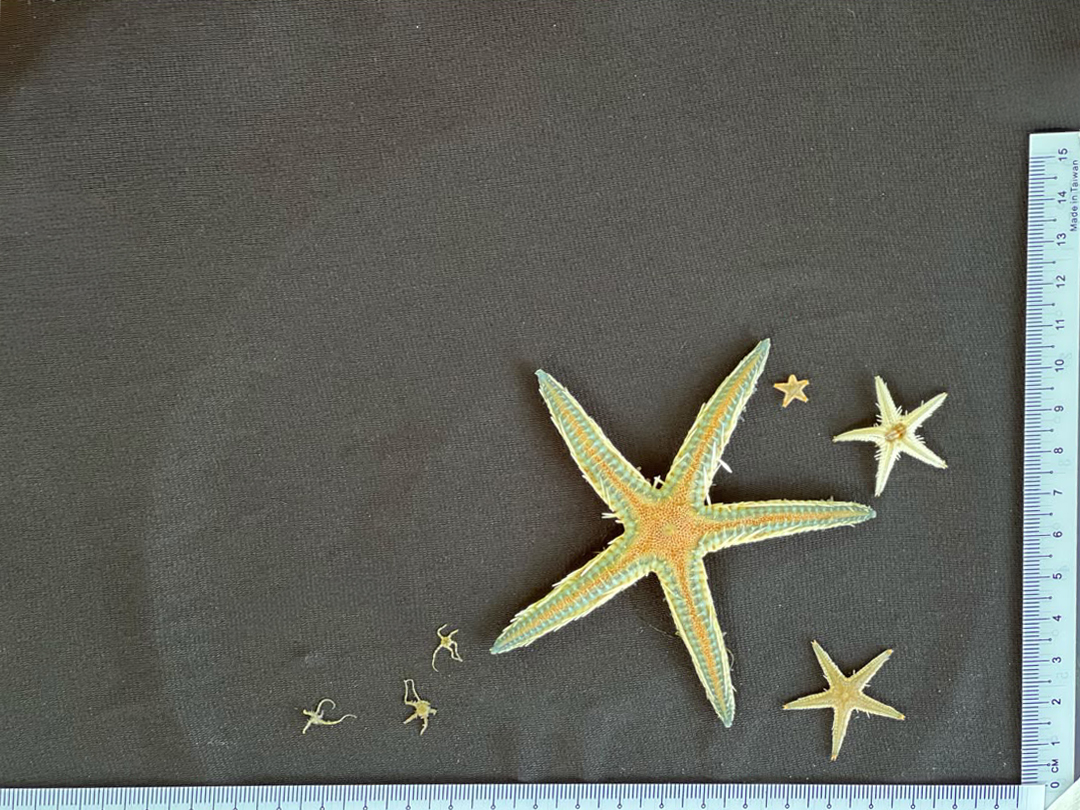 A specimen from the RRC-UMT marine benthos collection, featuring a common starfish sourced from a nearby island. Photo: OBIS Malaysia