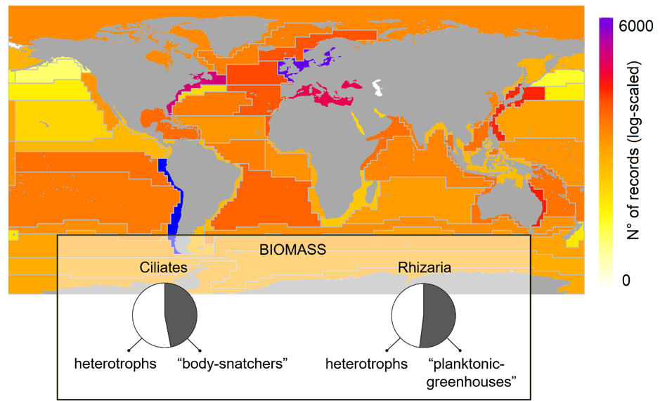 Microscopic “body-snatchers” and “planktonic-greenhouses” are ubiquitous with contrasting biogeographies and abundance in our oceans